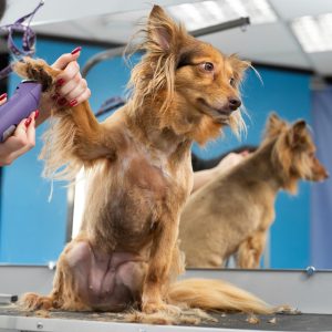 A groomer shaves a dog's fur with an electric razor in a barber shop.