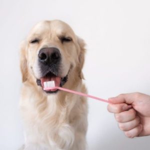 brushing-a-dog-s-teeth-male-hand-holds-animal-too-2023-11-27-04-56-48-utc