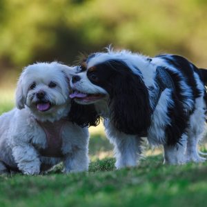 Two dogs showing affection in the sun