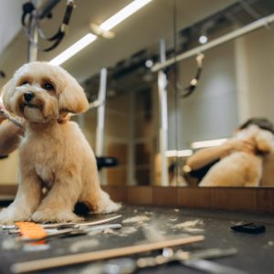 Maltipoo haircut at the grooming salon.