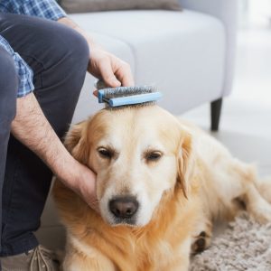 Man taking care of his dog at home, he is brushing his fur