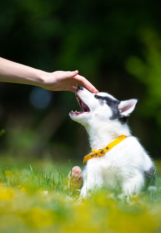 Hand with white dog puppy breed siberian husky on spring backyard. Dogs and pets photography