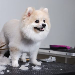white-pomeranian-spitz-dog-grooming-2024-12-07-15-40-13-utc